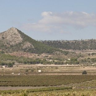 bodega Bodegas Volver