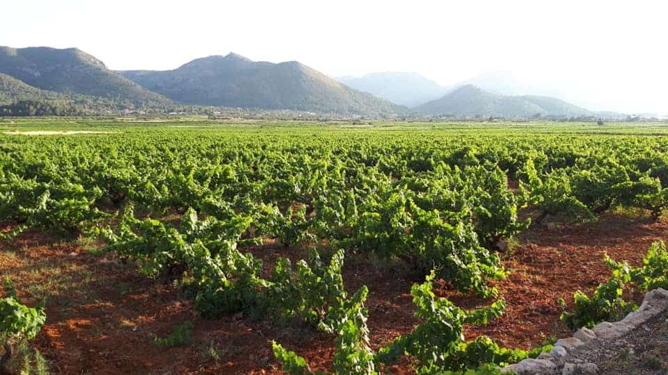 bodega Bodegas Xalò