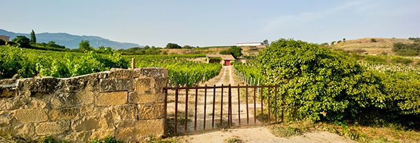 bodega Bodegas y Viñedos El Sequé