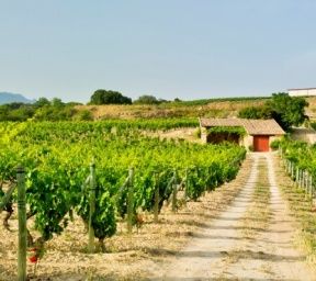 bodega Bodegas y Viñedos El Sequé