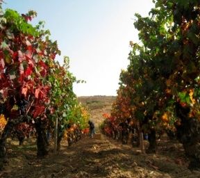 bodega Bodegas y Viñedos El Sequé