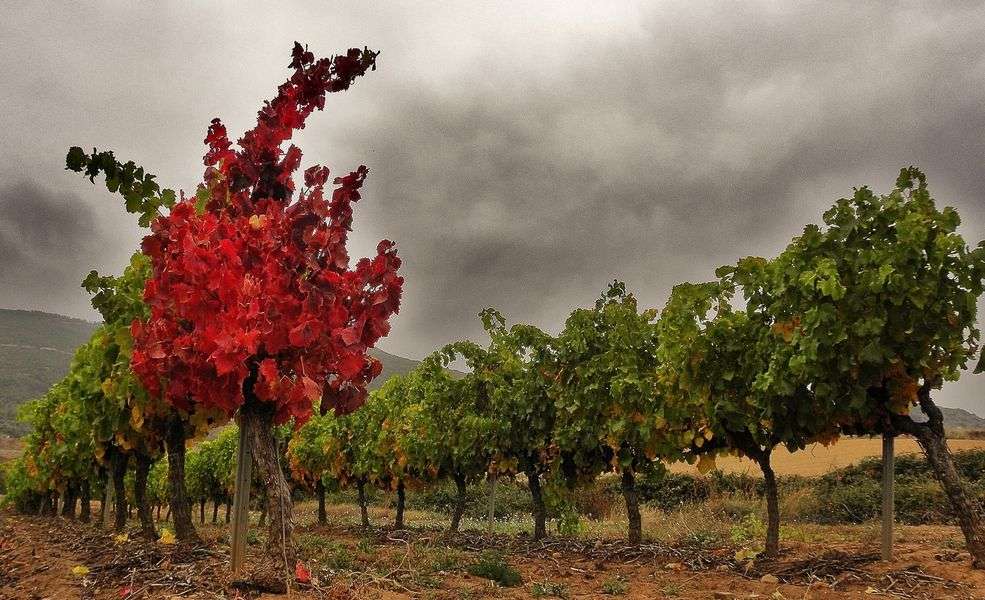 bodega Bodegas Real