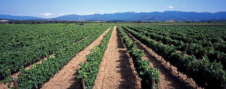 bodega Castell de Peralada