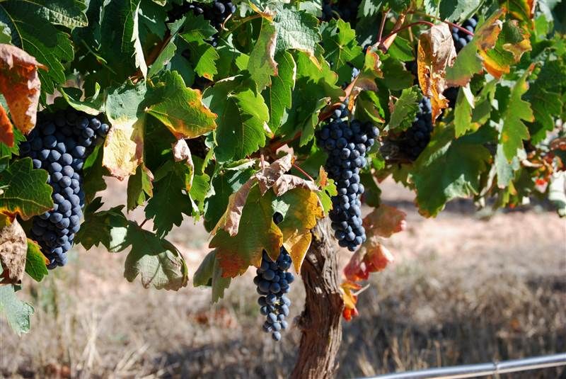 bodega Bodegas Sierra