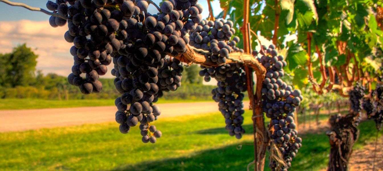 bodega Bodegas Hydria