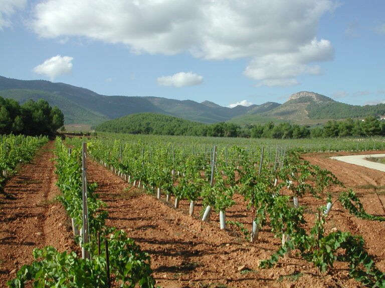 bodega Bodega Tercia de Ulea