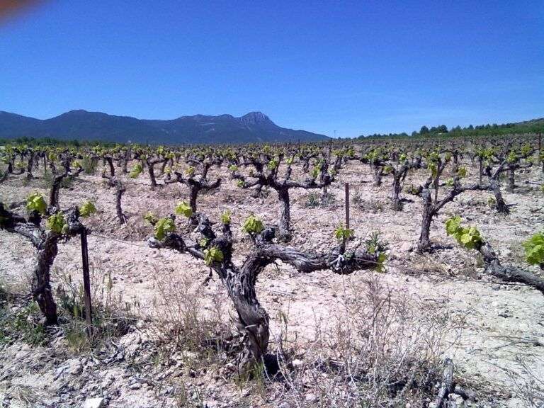 bodega Bodega Tercia de Ulea