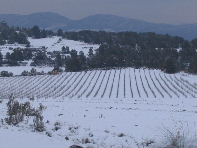 bodega Bodega Tercia de Ulea