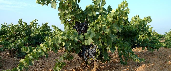 bodega Bodegas Solar de Urbezo