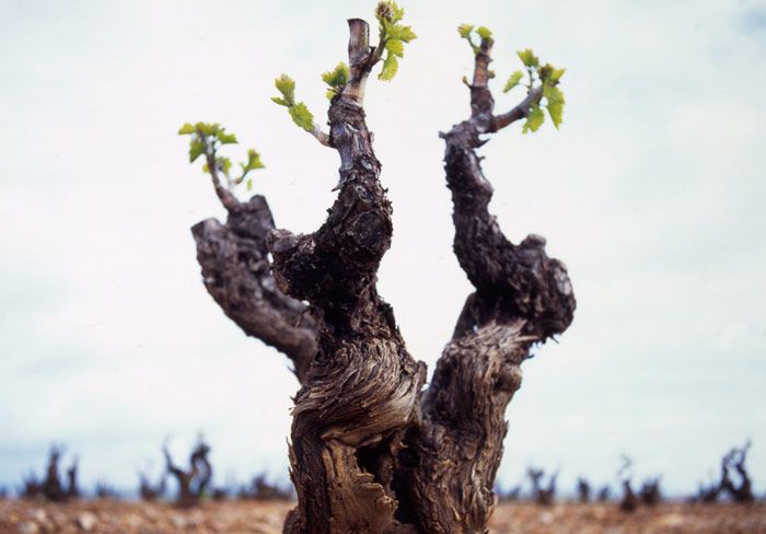 bodega Bodegas Solar de Urbezo