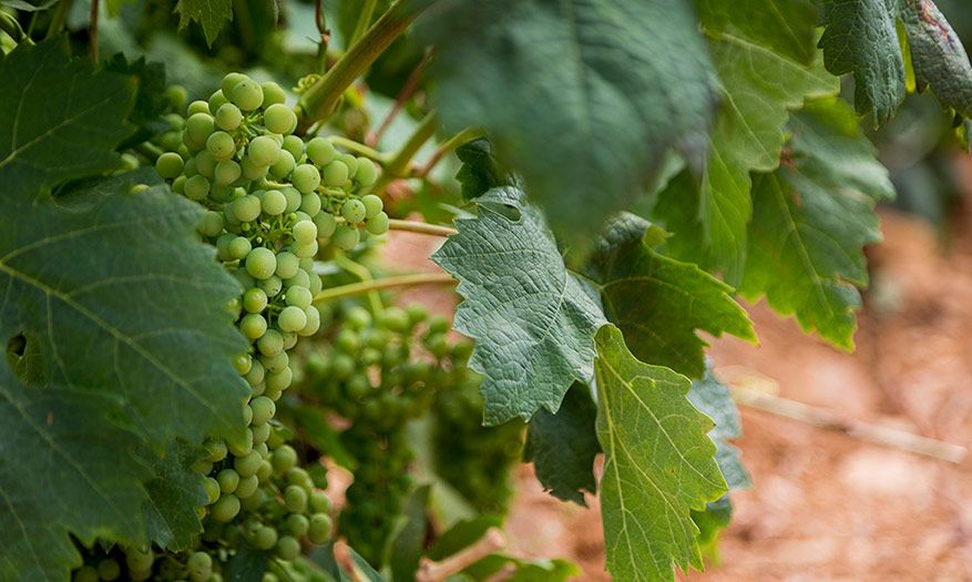 bodega Grandes Vinos