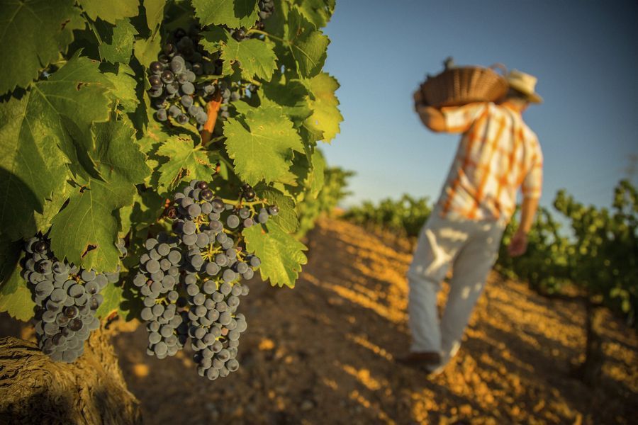 bodega Bodegas Care