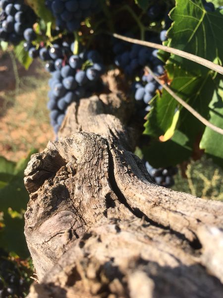 bodega Heredad Ansón