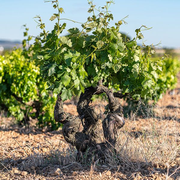 bodega Bodega Cooperativa de Cigales