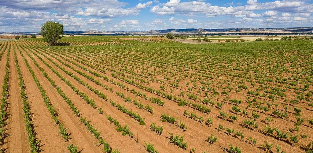 bodega Bodega Cooperativa de Cigales