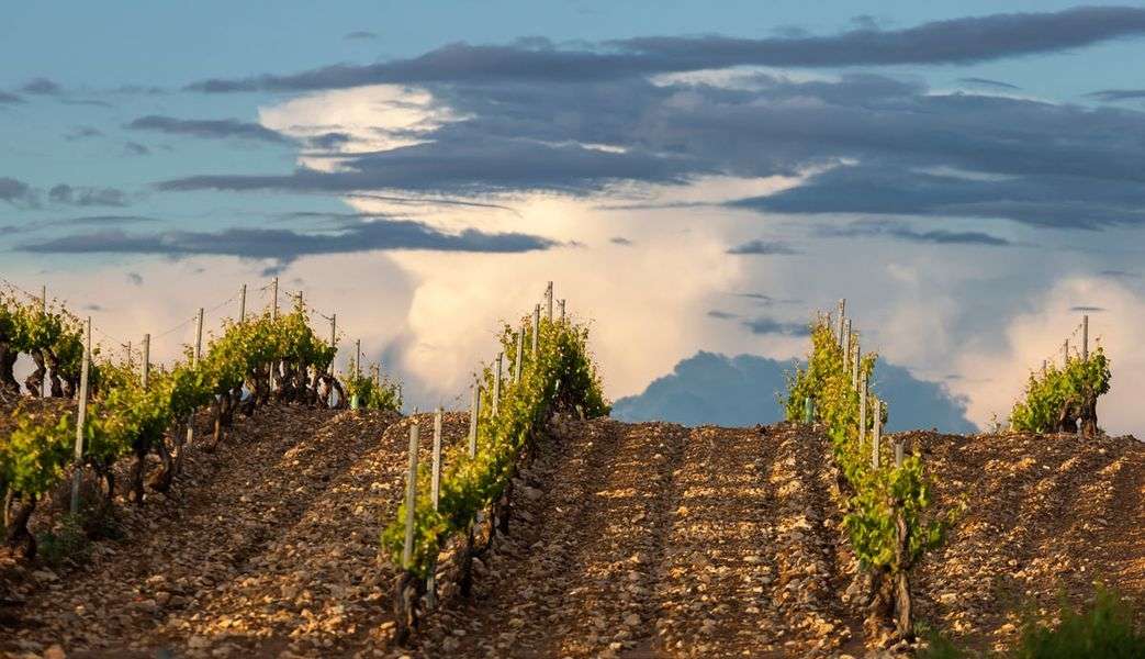 bodega Bodega Salvueros