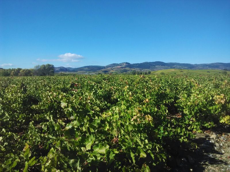 bodega Bodegas Estévez