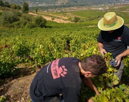 bodega Bodega Cuatro Pasos