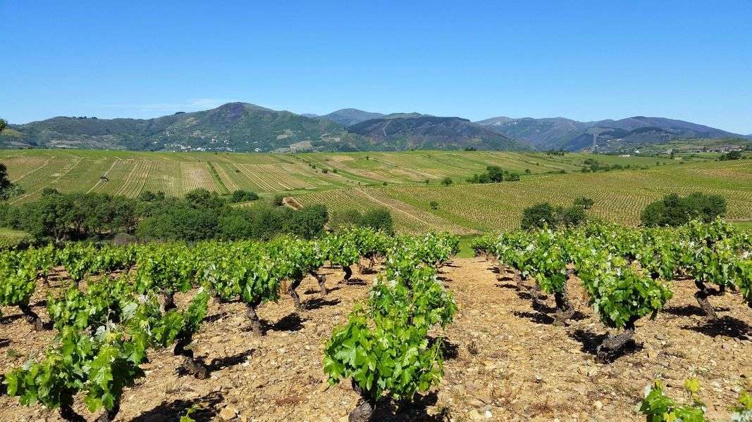 bodega Bodegas Peique