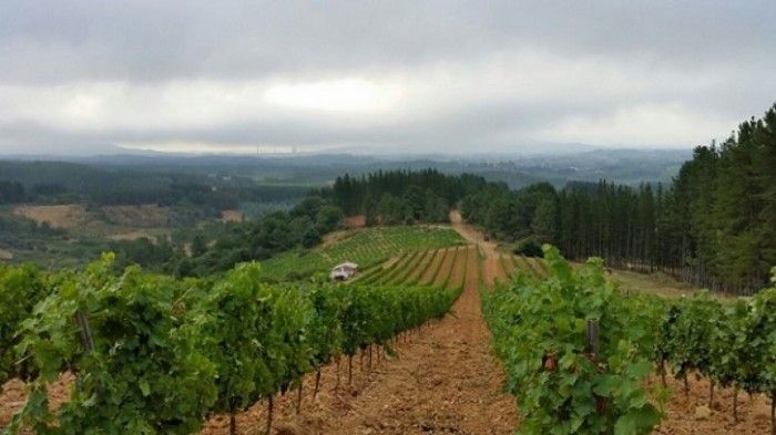 bodega Bodegas Gancedo