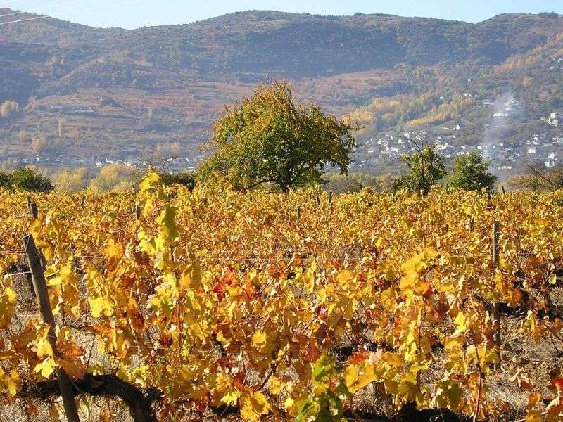 bodega Bodega Pérez Caramés