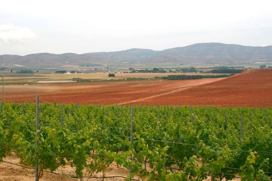 bodega Bodegas Estefanía