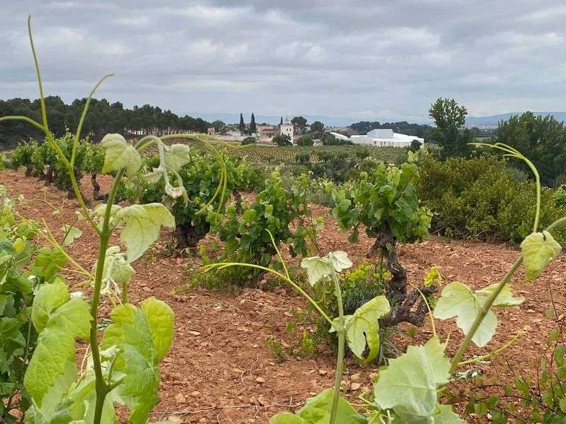 bodega Bodega Sierra Norte - Jumilla