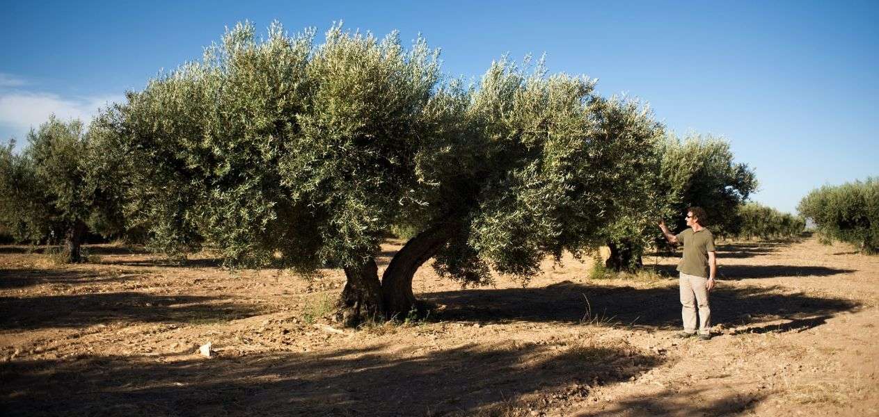 bodega Almazara Casa Pareja