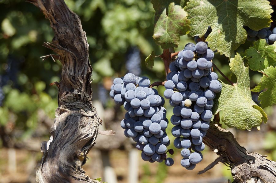 bodega Bodegas Silvano García