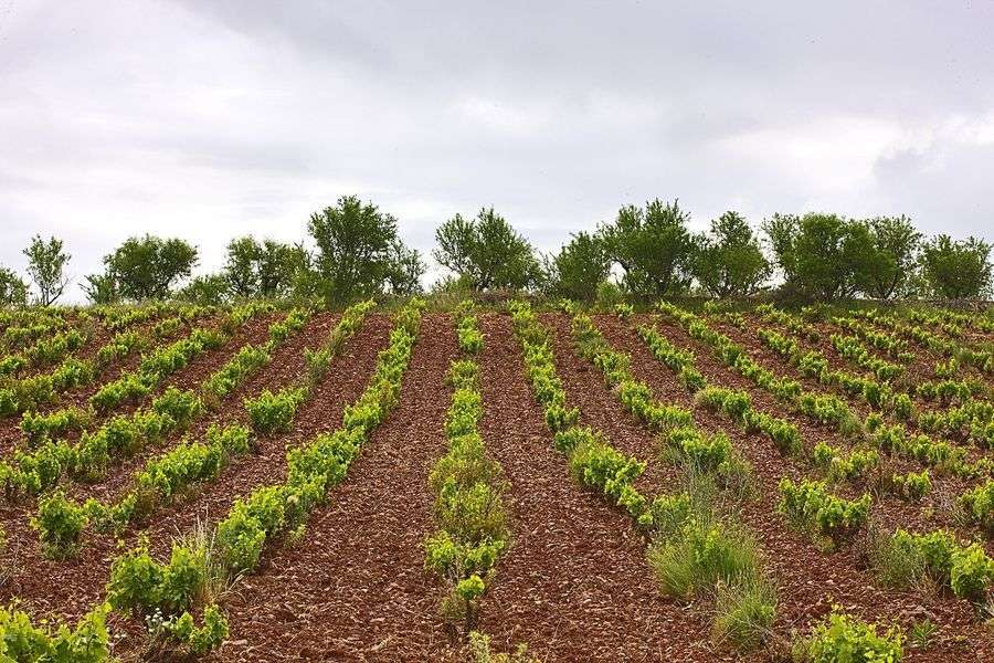 bodega Aragonesas