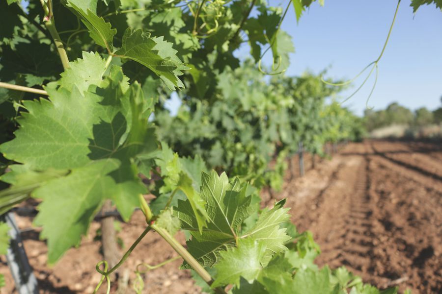 bodega Bodegas César Velasco