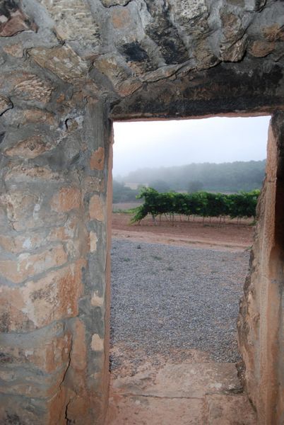 bodega Bodega Tomàs Cusiné