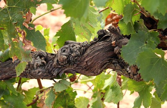 bodega Bodega Vall de Baldomar