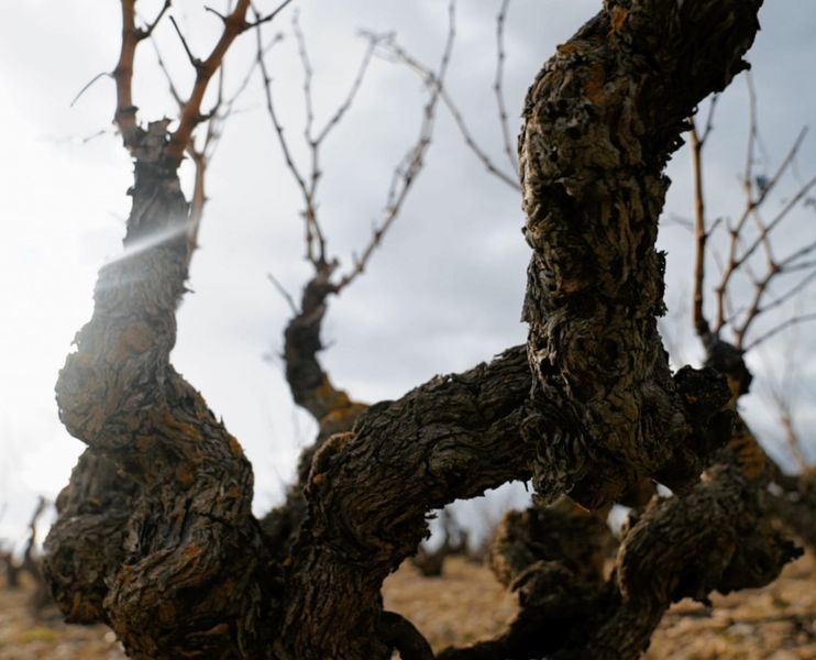 bodega Bodegas Alconde