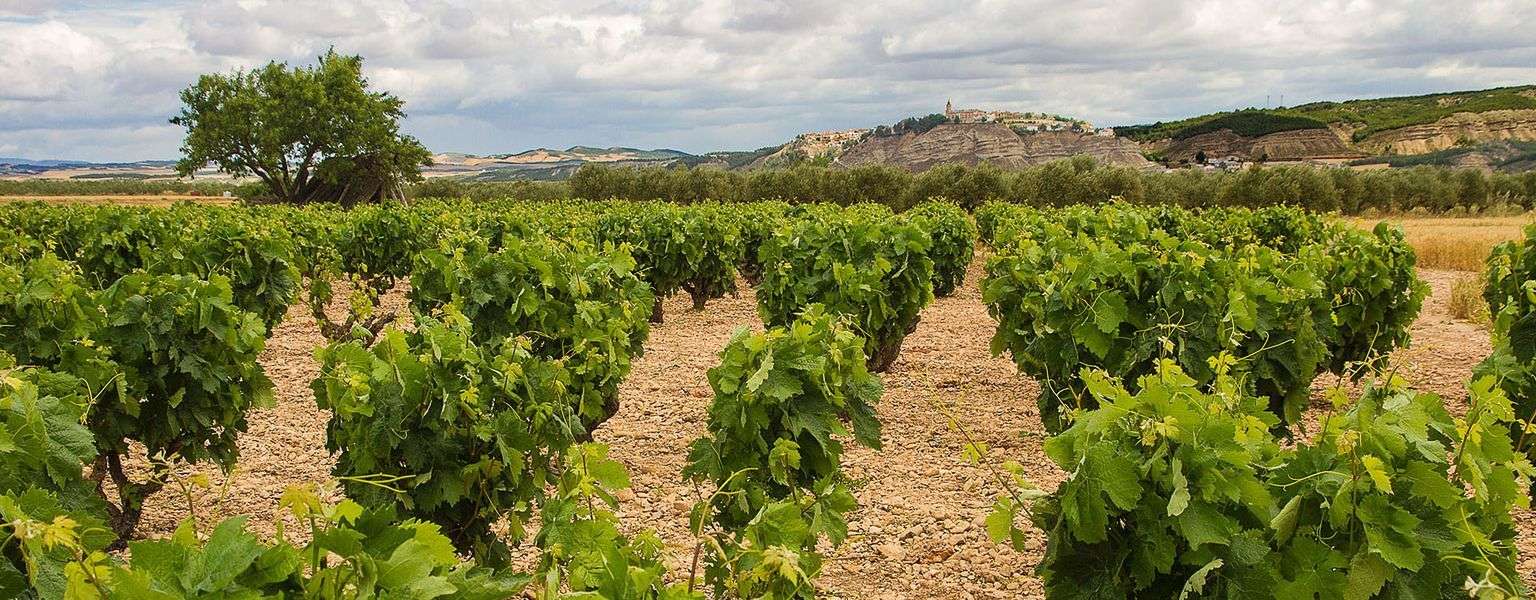 bodega Bodegas Alconde