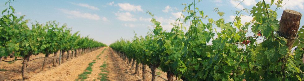 bodega Bodegas Macaya