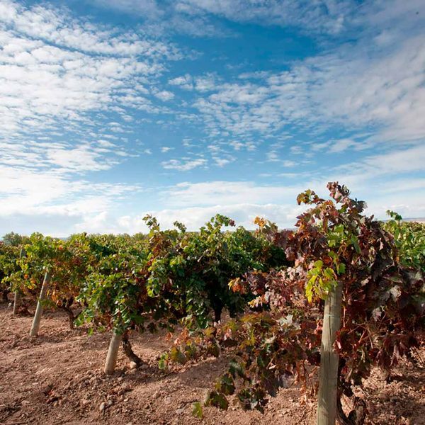 bodega Gran Feudo