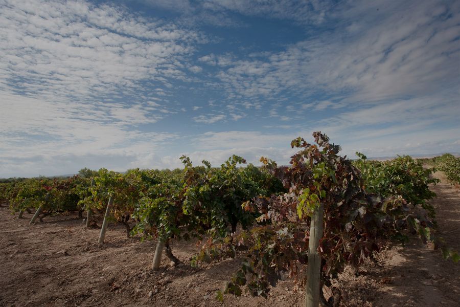 bodega Gran Feudo