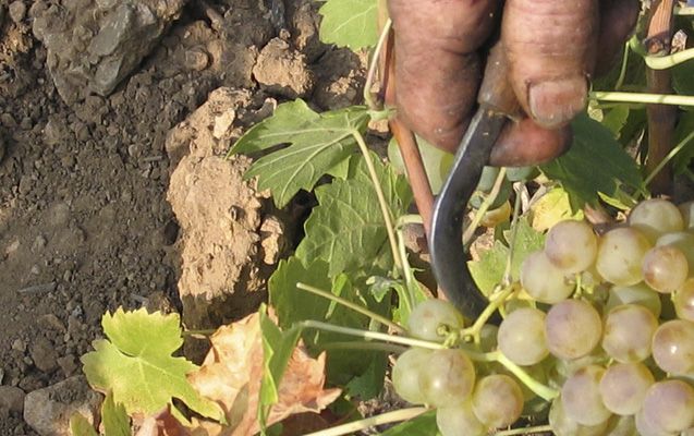 bodega Bodegas Piedemonte