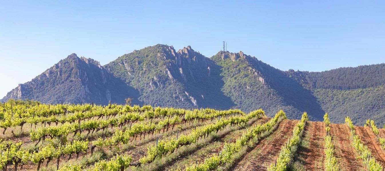 bodega Bodegas y Viñedos Quaderna Via