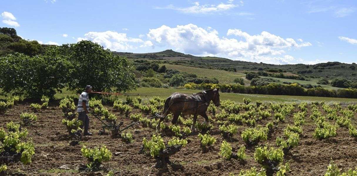 bodega Bodegas Máximo Abete