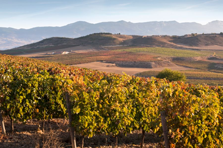 bodega Bodegas Beronia