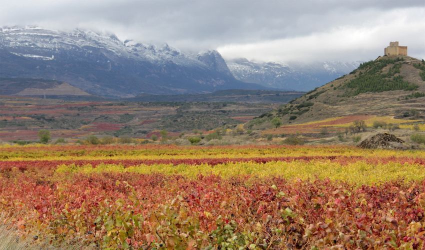 bodega Bodegas Lecea