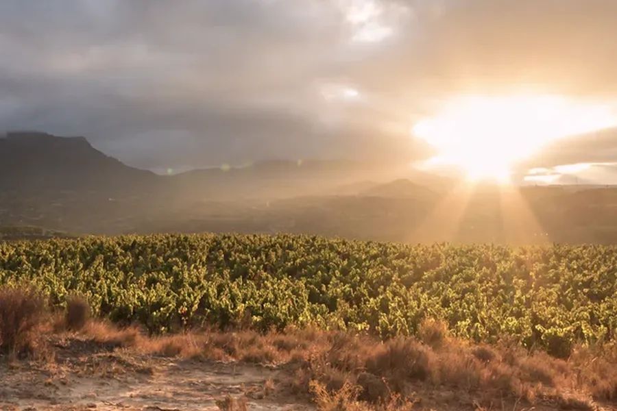 bodega Bodegas Roda