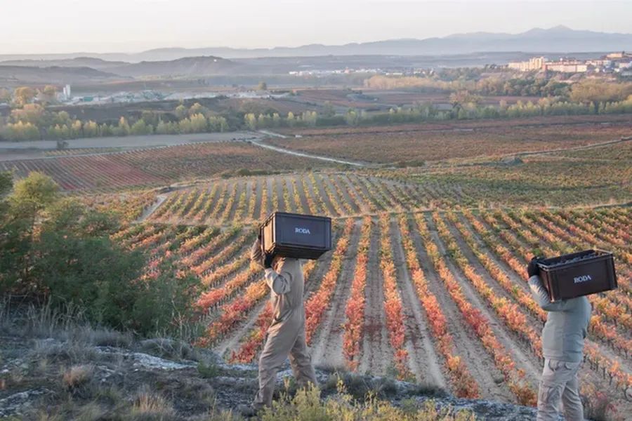 bodega Bodegas Roda