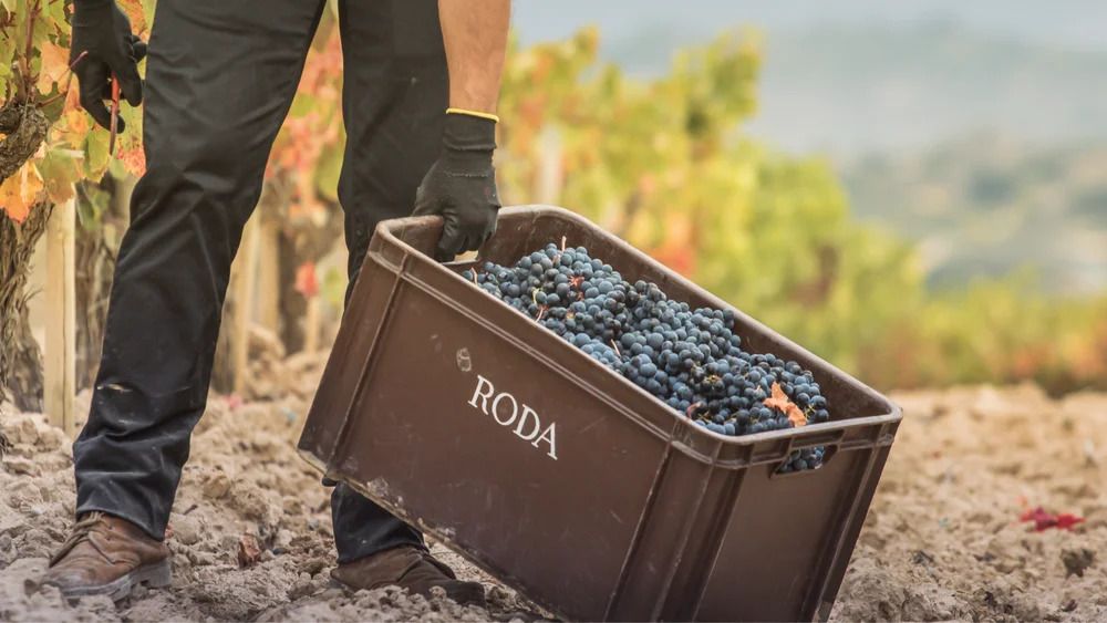 bodega Bodegas Roda