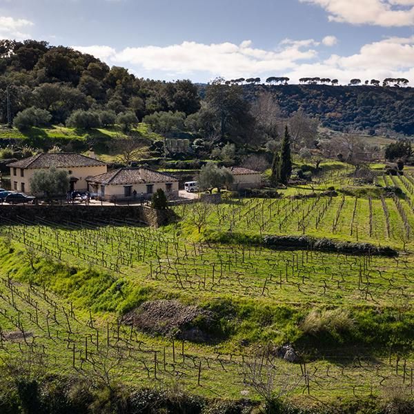 bodega Bodega Gonzalo Beltrán