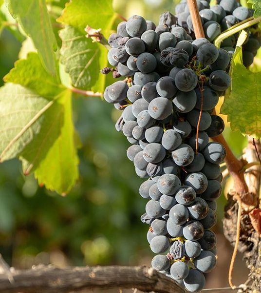 bodega Bodega Gonzalo Beltrán