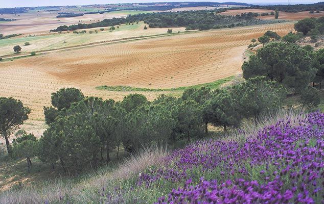 bodega Bodega Cyan