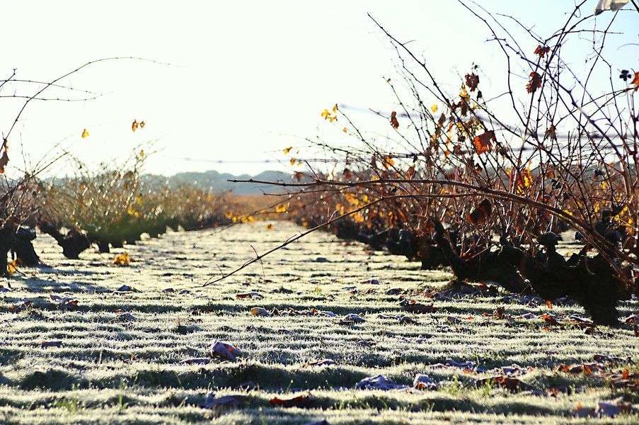 bodega San Román